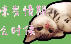 猫咪发情期什么时候