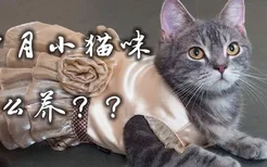 三个月小猫咪怎么养