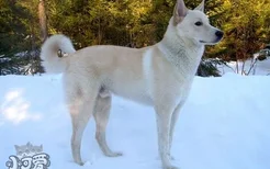 卡南犬吃什么对毛好 卡南犬毛发护理饮食介绍