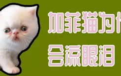 加菲猫为什么会流眼泪