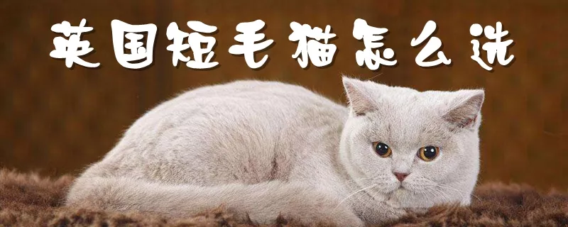 英国短毛猫怎么选