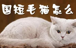 英国短毛猫怎么选