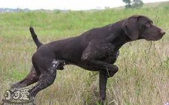 波音达猎犬乱叫怎么办 波音达猎犬停止乱吠叫纠正方法