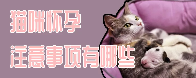 猫咪怀孕注意事项有哪些