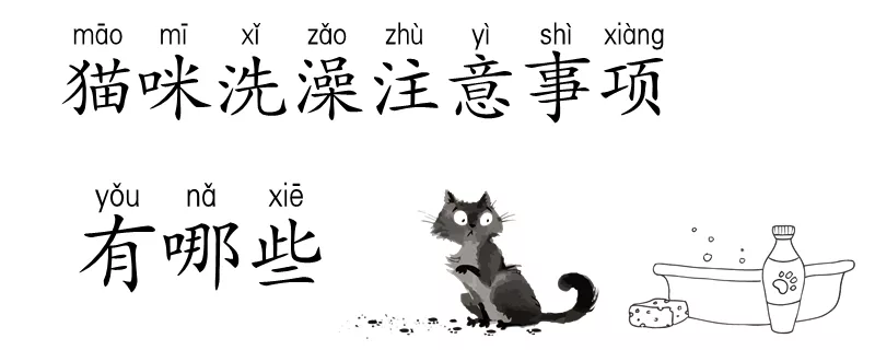 猫咪洗澡注意事项有哪些