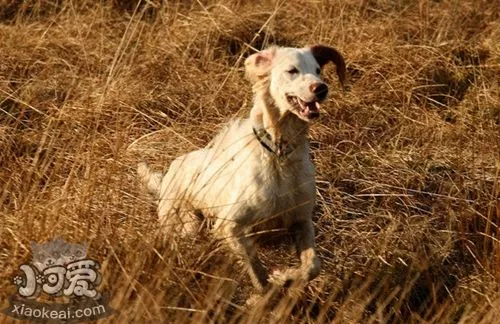 英格兰雪达犬乱叫怎么办 训练英国雪达犬不乱叫方法