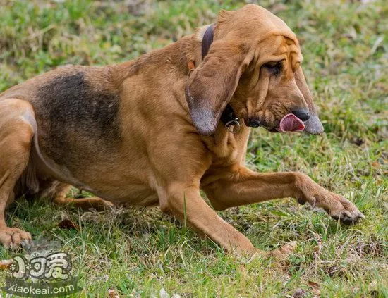 寻血猎犬耳朵怎么清洁 寻血猎犬耳朵护理方法1