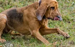 寻血猎犬耳朵怎么清洁 寻血猎犬耳朵护理方法