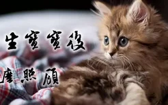 猫咪生宝宝后怎么照顾