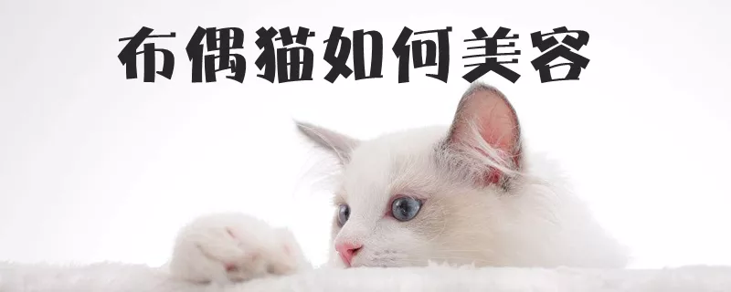 布偶猫如何美容