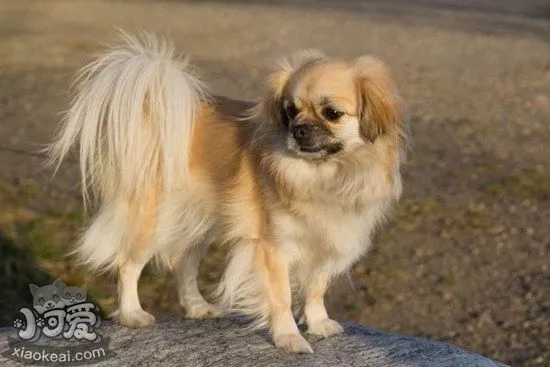 西藏猎犬怎么洗澡 西藏猎犬洗澡护理教程1