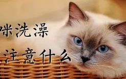 猫咪洗澡应该注意什么