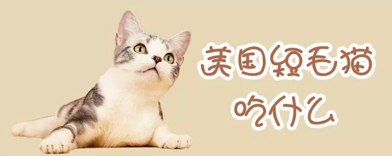 美国短毛猫吃什么