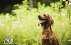 爱尔兰雪达犬怎么护理 毛发护理方法