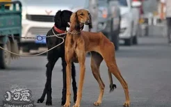 细犬怎么训练捕猎 中国细犬捕猎训练教程