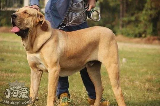 斗牛獒犬呕吐怎么回事 斗牛獒犬呕吐原因介绍