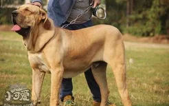 斗牛獒犬呕吐怎么回事 斗牛獒犬呕吐原因介绍