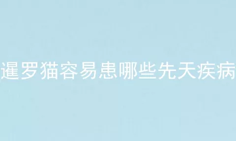 暹罗猫容易患哪些先天疾病