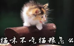 小猫咪不吃猫粮怎么办