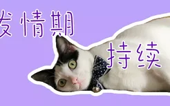 猫发情期持续多久 公猫母猫不一样哦