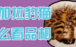 孟加拉豹猫怎么看品相