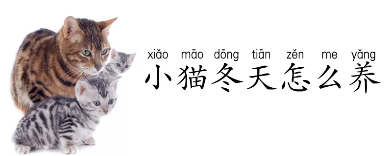 小猫冬天怎么养