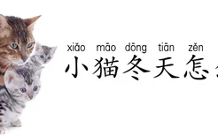 小猫冬天怎么养