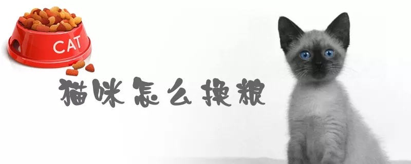 猫咪怎么换粮