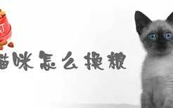 猫咪怎么换粮