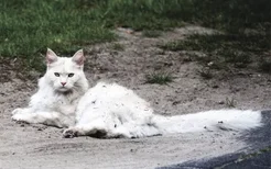 猫尾巴有啥用 小小的尾巴居然有这么多用处