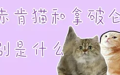 曼赤肯猫和拿破仑区别是什么