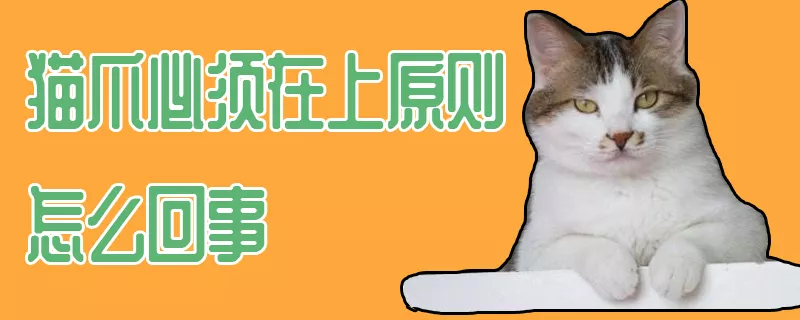 猫爪必须在上原则怎么回事