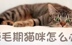 掉毛期猫咪怎么办