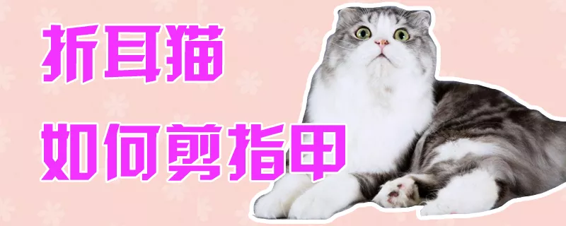 折耳猫如何剪指甲