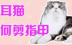 折耳猫如何剪指甲