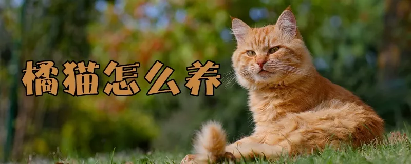 橘猫怎么养