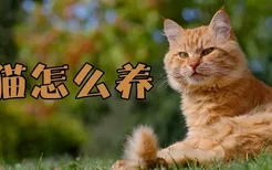 橘猫怎么养