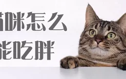 猫咪怎么能吃胖