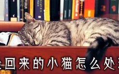 捡回来的小猫怎么处理