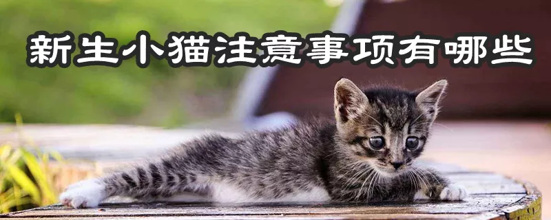 新生小猫注意事项有哪些