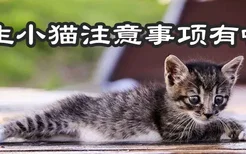 新生小猫注意事项有哪些