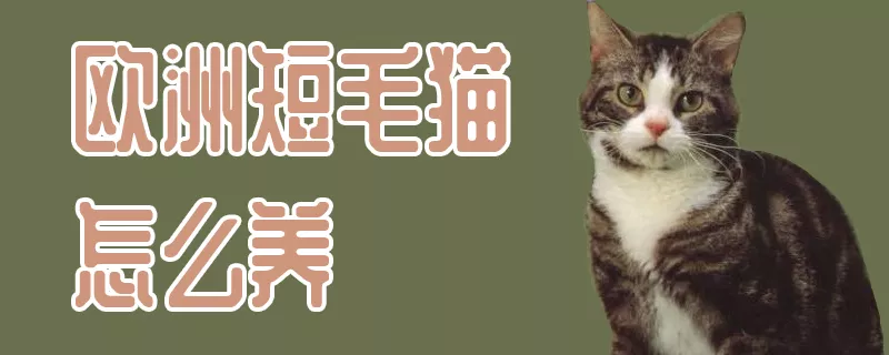 欧洲短毛猫怎么养