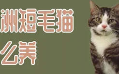 欧洲短毛猫怎么养