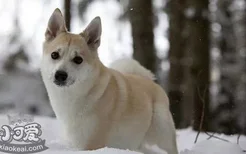 挪威布哈德犬耳朵怎么清洁 挪威布哈德犬耳朵清洁方法