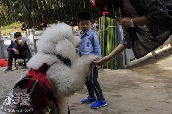 巨型贵宾犬怎么训练不乱吠叫 巨型贵宾犬不乱叫训练方法1