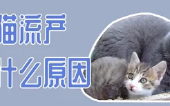 猫猫流产是什么原因