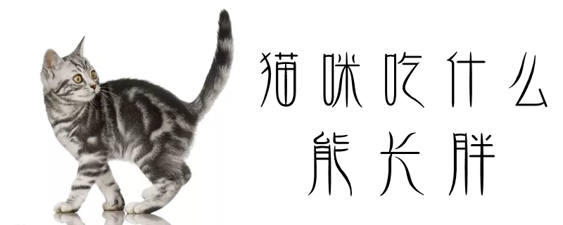 猫咪吃什么能长胖