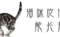 猫咪吃什么能长胖