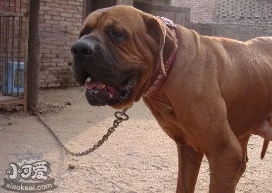 日本土佐犬怎么训练 日本土佐犬训练技巧1