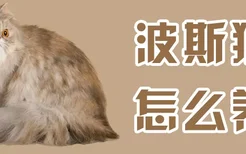 波斯猫怎么养